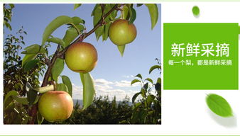 阜新苹果梨 新鲜扶贫特产，防冻泡沫箱全国包邮